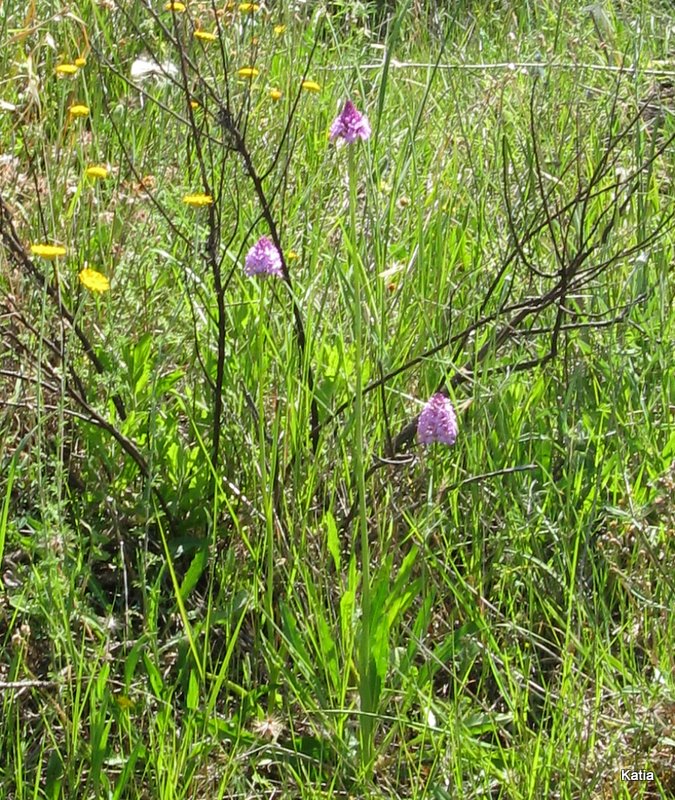 A pyramidalis